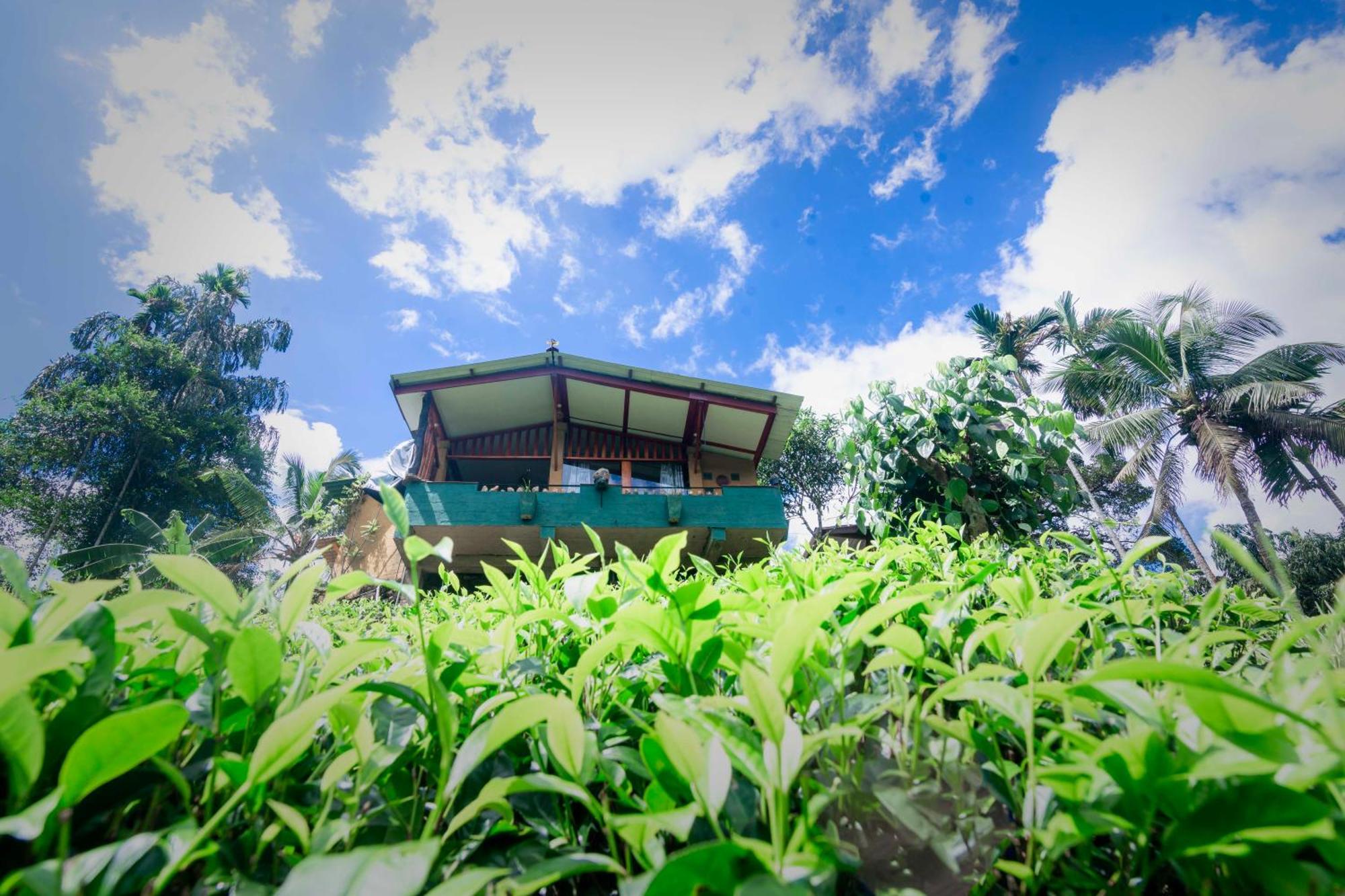 Rainforest View